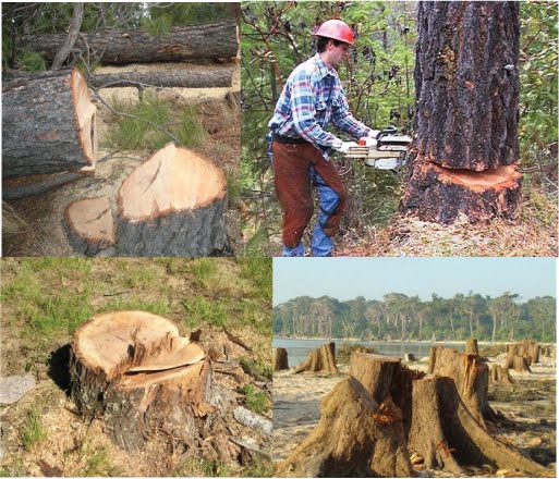 chopping down trees. Cutting down the trees!