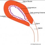 Understanding menstruation - 1