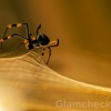 Silk created from golden orb spiders