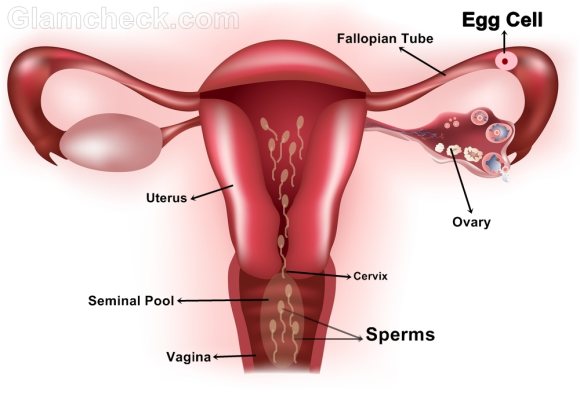 Semen Vagina 45