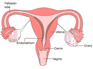 Reproductive factors for breast cancer
