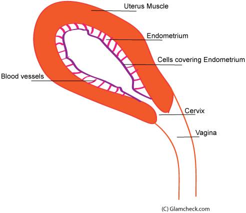 Understanding menstruation - 1