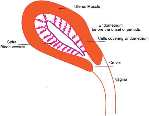 Understanding menstruation -3