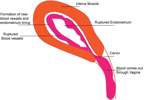 Understanding menstruation - 4