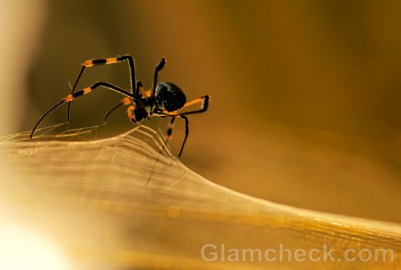 Silk created from golden orb spiders