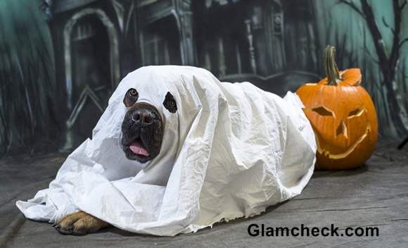 Ghost Costume for your Dog Halloween DIY