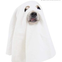Halloween DIY Ghost Costume for your Dog