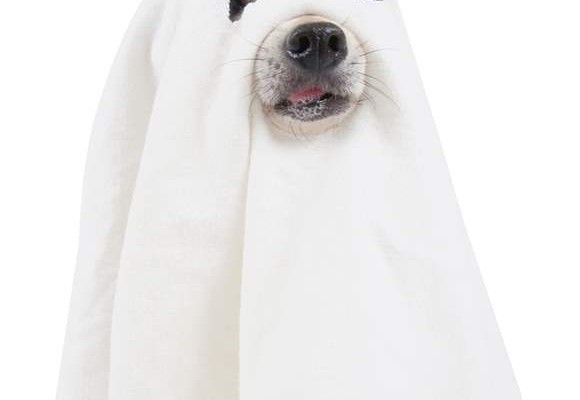 Halloween DIY Ghost Costume for your Dog