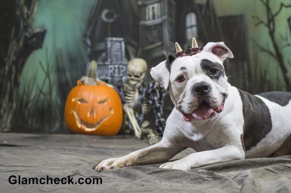 Halloween Ghost Costume for your Dog