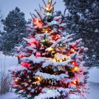 Outdoor Christmas Tree Decoration Ideas