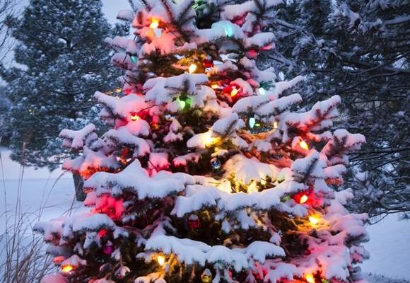 Outdoor Christmas Tree Decoration Ideas