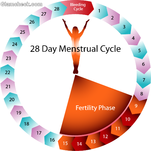 Normal Period Cycle