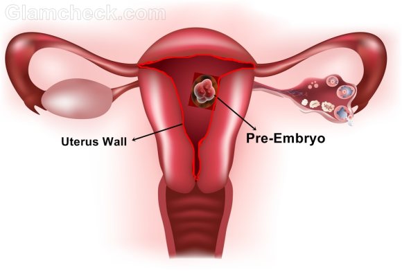 embryo attached to uterine wall