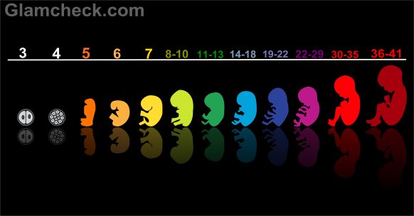 Pregnancy Weeks : Pregnancy week by week