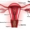 sperm enters female reproductive system