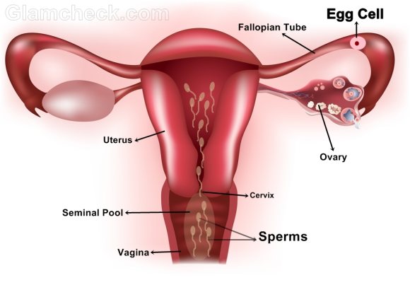 sperm enters female reproductive system