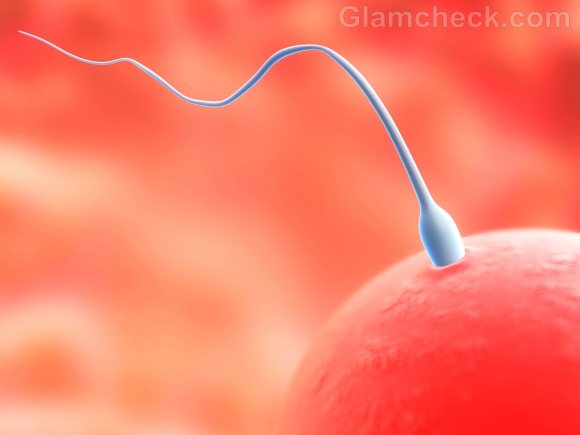 sperm penetrates egg cell