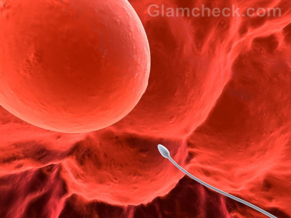 sperm reaches egg cell
