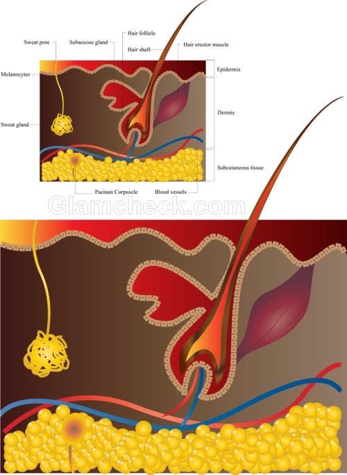 Hair growth signals treatment baldness