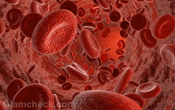 red blood cells